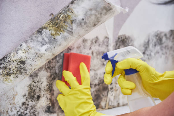 Best Black Mold Removal  in Morganville, NJ